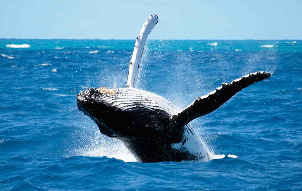whale breach